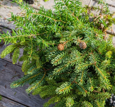 Holiday Table Arrangement - December 14th