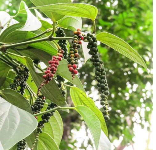 PEPPER - Epices de Cru - Malabar Black Pepper