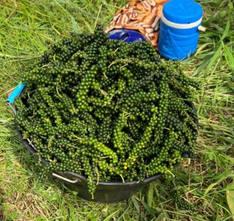 PEPPER - Epices de Cru - Baffia Black Pepper