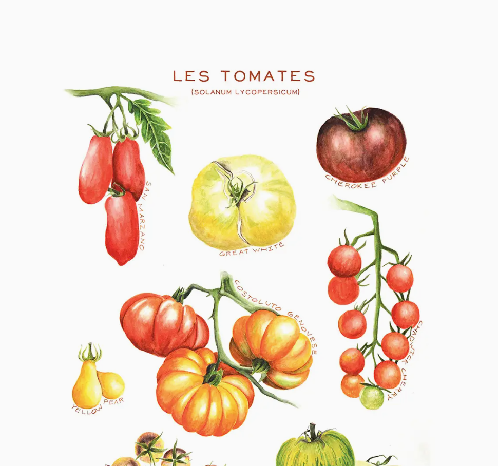 Maison Lorrain Kitchen Towel - Les Tomates